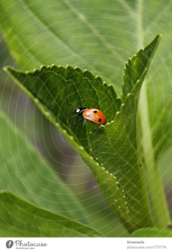 Ein kleiner Schritt nach vorn Natur Grünpflanze Marienkäfer 1 Tier krabbeln natürlich grün rot schwarz schreiten Farbfoto Makroaufnahme Textfreiraum oben