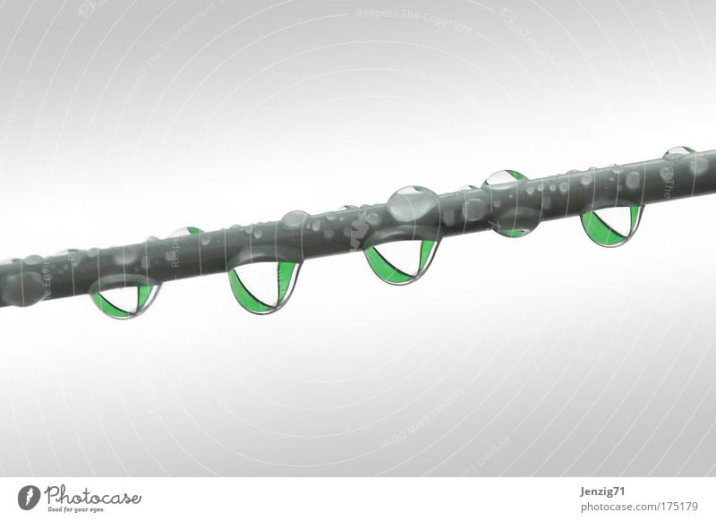 Schirmtropfen. Gedeckte Farben Außenaufnahme Detailaufnahme Makroaufnahme Menschenleer Textfreiraum oben Textfreiraum unten Freisteller Hintergrund neutral Tag