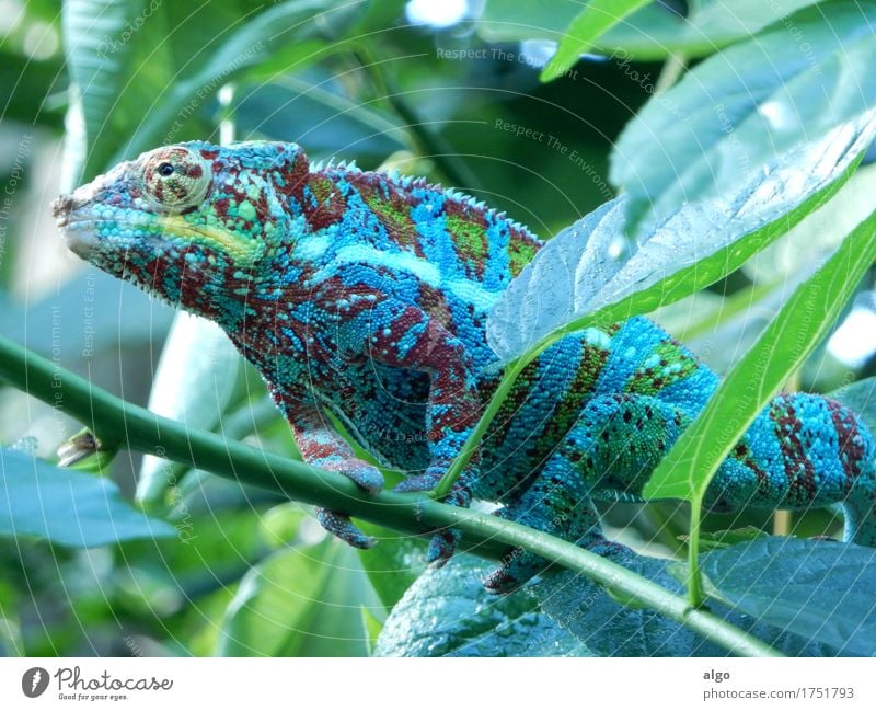 Chamäleon in Masoala Halle (Regenwald) des Zoo Zürich Blatt Grünpflanze Urwald Tier Tiergesicht Schuppen 1 beobachten warten exotisch grün Selbstbeherrschung