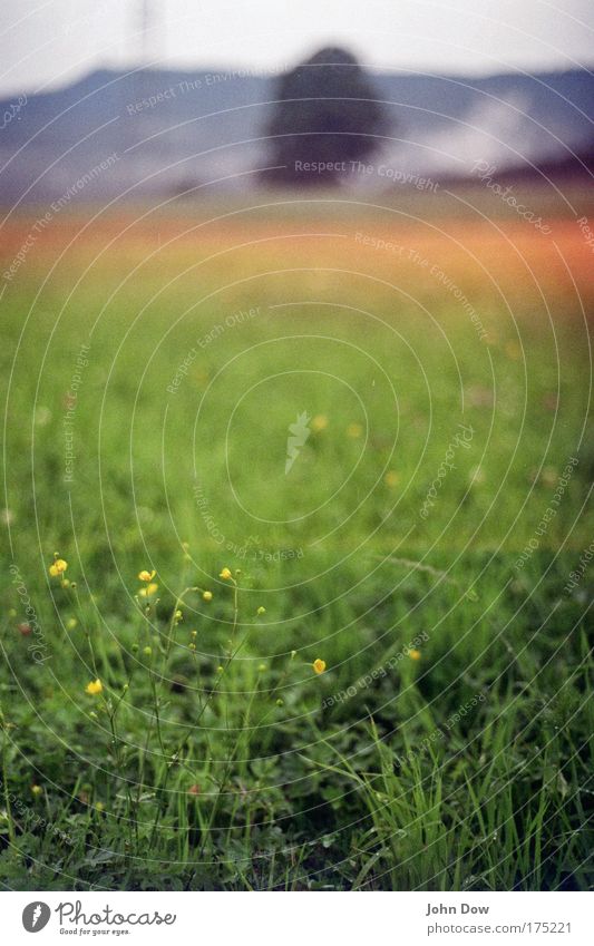 Landluft Menschenleer Starke Tiefenschärfe Landschaft Sommer Schönes Wetter Baum Gras Wildpflanze Hahnenfußgewächse Wiese Feld Hügel Berge u. Gebirge Blühend