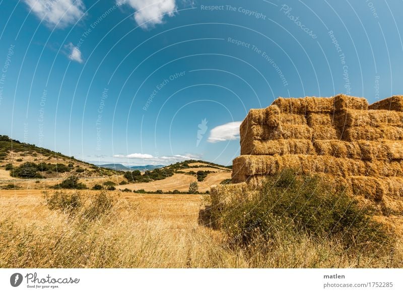 Jahreszeitenbild Landschaft Himmel Wolken Horizont Sommer Wetter Schönes Wetter Pflanze Gras Nutzpflanze Feld Hügel blau braun gelb grün weiß Ernte Stroh