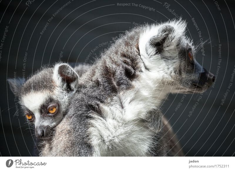 wir gehören zusammen. Natur Tier Tiergesicht Fell Katta Halbaffen 2 Tierpaar Tierjunges träumen berühren Erholung Liebe Blick Umarmen Zusammensein Glück