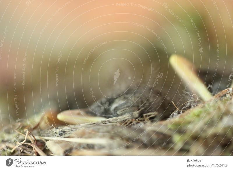 Piepssatt Lebensmittel Ernährung Umwelt Natur Tier Wildtier Vogel Küken Tierjunges Gefühle Freude Glück Fröhlichkeit Zufriedenheit Lebensfreude Frühlingsgefühle