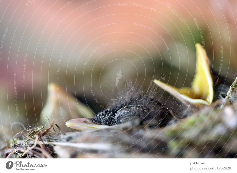 der SCHREI Lebensmittel Ernährung Freude Freizeit & Hobby Häusliches Leben Umwelt Natur Tier Wildtier Vogel Küken 3 Tierjunges Glück Fröhlichkeit Zufriedenheit