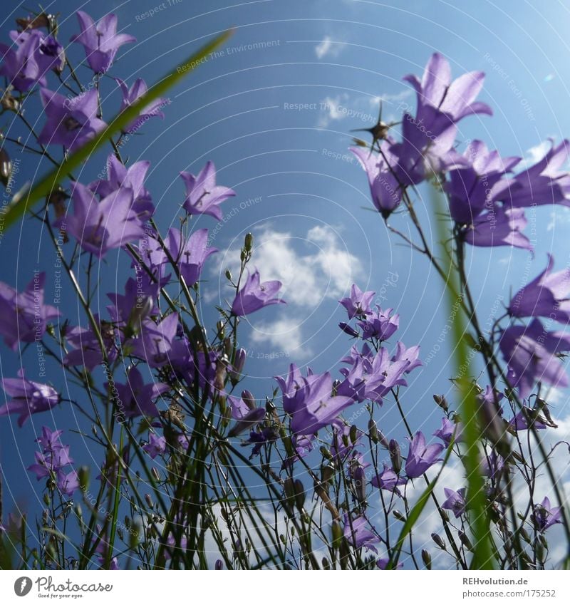 So, sie waren also ein Blumenkind? Farbfoto Außenaufnahme Menschenleer Sonnenlicht Umwelt Natur Pflanze Blüte Glockenblume Blühend stehen Wachstum ästhetisch