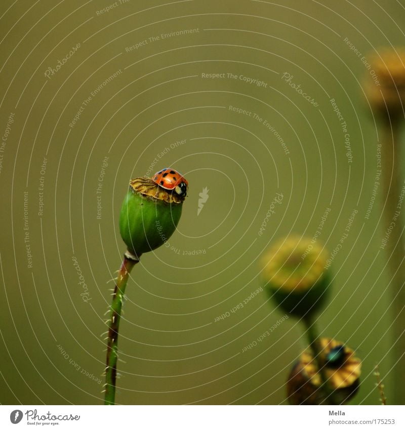 Obenauf Farbfoto Gedeckte Farben Außenaufnahme Menschenleer Textfreiraum oben Tag Schwache Tiefenschärfe Zentralperspektive Umwelt Natur Pflanze Tier Sommer