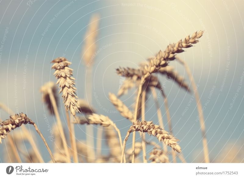 Reifezeit (2) Sommer Schönes Wetter Weizen Weizenfeld Getreide Getreidefeld Kornfeld Ähren Halm Strichhaar Bett reif hell trocken gelb gold Romantik anstrengen