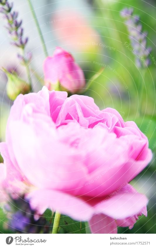 dufte Natur Pflanze Sommer Schönes Wetter Blume Rose Blatt Blüte Lavendel Garten Park Wiese Blühend Duft verblüht Wachstum schön rosa Blütenblatt Liebe Farbfoto