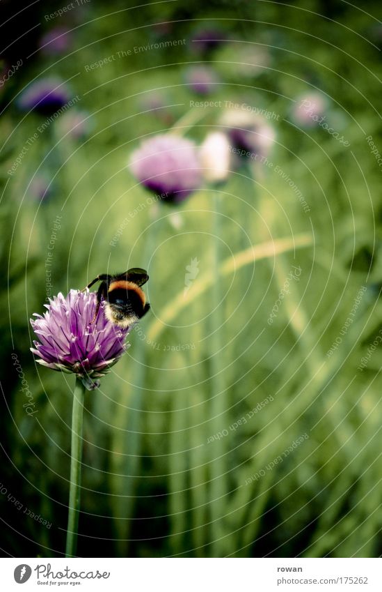 arbeitsam Farbfoto Außenaufnahme Textfreiraum rechts Textfreiraum unten Tag Umwelt Natur Landschaft Pflanze Tier Sträucher Blüte Grünpflanze Nutzpflanze