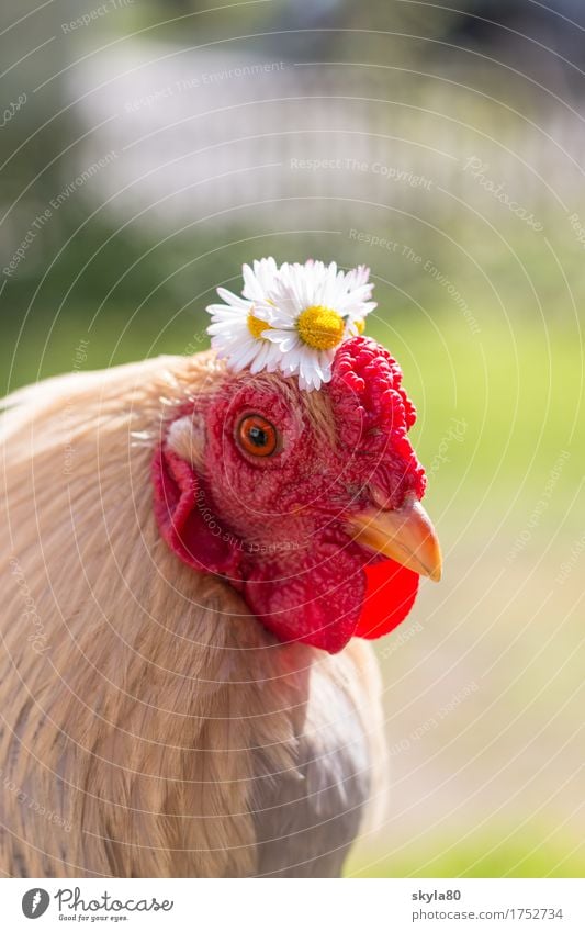 Paradiesvogel Hahn Vogel Hahnenkamm Schnabel Schmuck Haarschmuck Kranz Blumenkranz Gänseblümchen Tierliebe lustig Blick in die Kamera Haustier festlich