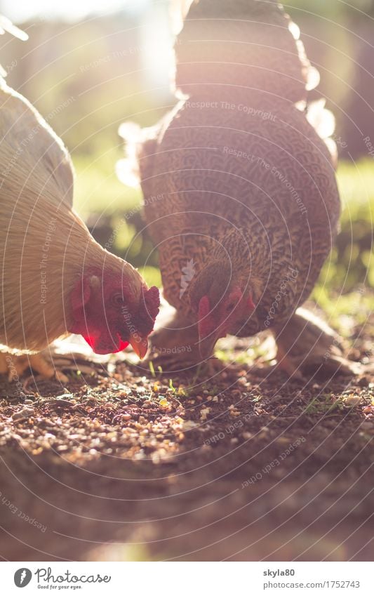 Zusammensein Gockel Haushuhn Hahn Sonne Stimmung Gegenlicht Sonnenlicht Vogel Tierliebe Haustier Futter Fressen Bauernhof Selbstversorger leuchten Kamm Nutztier