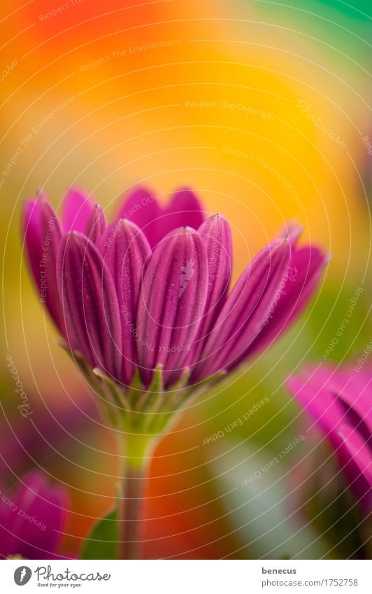 Kappkörbchen Pflanze Frühling Blume schön violett orange mehrfarbig Farbe Blüte Detailaufnahme Komplementärfarbe Blühend Osteospermum Korbblütler Blütenkörbchen