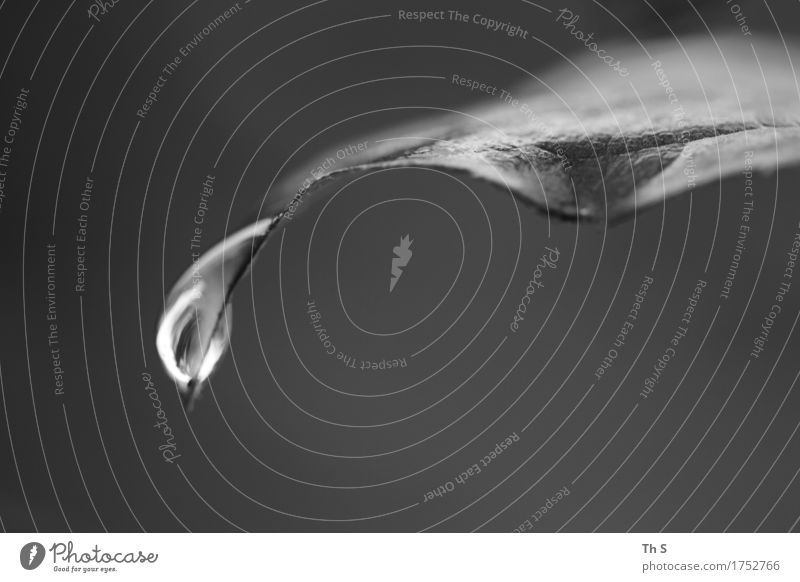 Tropfen Natur Pflanze Frühling Sommer Herbst Regen Blatt hängen ästhetisch authentisch einfach elegant frisch nass natürlich grau Gelassenheit geduldig ruhig
