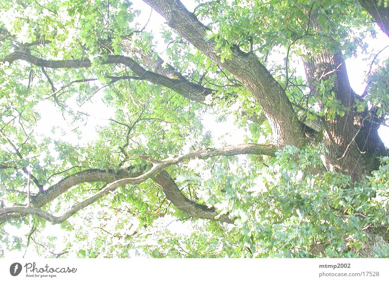 Äste im Gegenlicht 02 Baum Sommer Ast Sonne Reaktionen u. Effekte