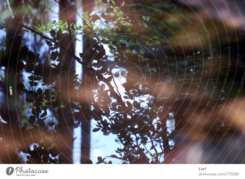 mirror Farbfoto Außenaufnahme Reflexion & Spiegelung Umwelt Natur Pflanze Baum Umweltschutz Pfütze Spiegelbild Lichtspiel Blatt Wald