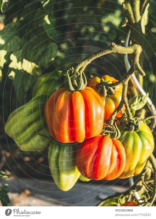 Fleischtomaten im Garten Design Gesunde Ernährung Leben Freizeit & Hobby Sommer Natur Schönes Wetter Pflanze Tomate Tomatenplantage Beet Nahaufnahme Ernte