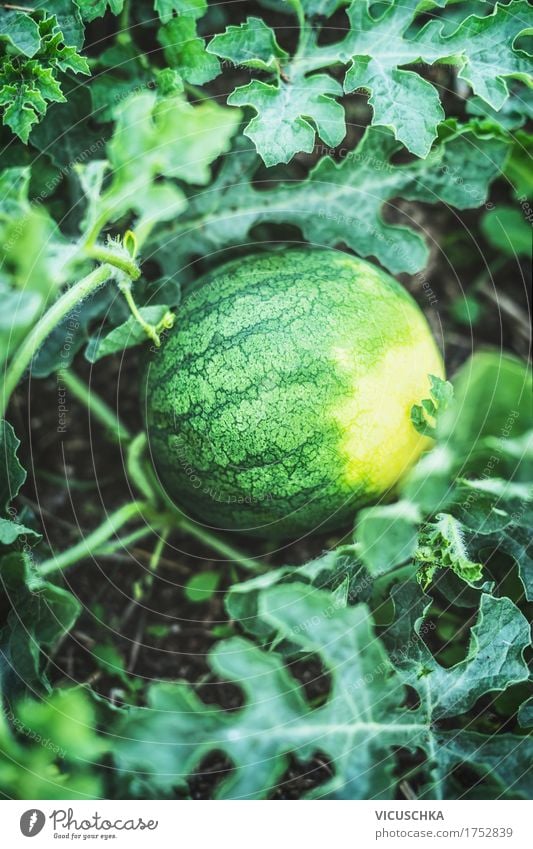 Wassermelone auf Gartenbeet Lebensmittel Frucht Lifestyle Design Gesunde Ernährung Sommer Natur Beet Bioprodukte Pflanze Ernte Farbfoto Außenaufnahme