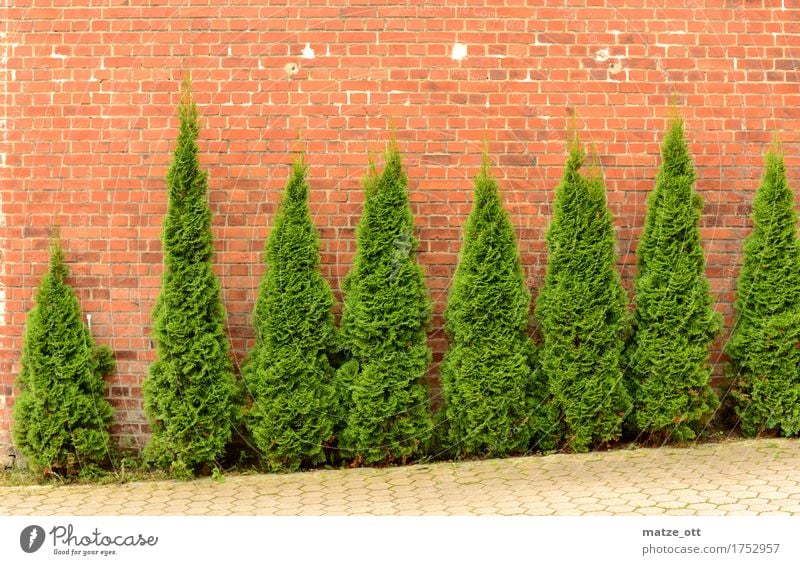 Exekution der Koniferen Pflanze Grünpflanze Sträucher Baum Garten Stadt Platz Mauer Wand Hinterhof Backsteinwand Backsteinfassade grün Blatt Ast ästhetisch