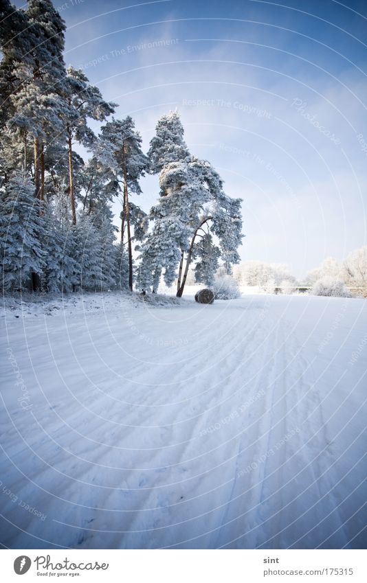 neuschnee Farbfoto Außenaufnahme Textfreiraum rechts Textfreiraum oben Tag Licht Schatten Sonnenlicht Starke Tiefenschärfe Weitwinkel Winter Schnee Winterurlaub