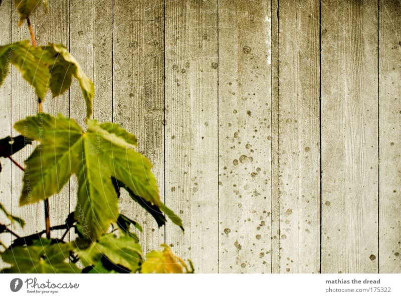 STRUKTUR vs. NATUR Farbfoto Außenaufnahme Muster Strukturen & Formen Menschenleer Hintergrund neutral Tag Schatten Sonnenlicht Starke Tiefenschärfe Pflanze