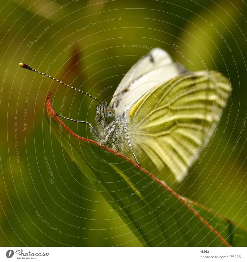 Falter Walter Farbfoto Außenaufnahme Makroaufnahme Menschenleer Tag Blick in die Kamera Umwelt Natur Landschaft Pflanze Tier Blatt Pfingstrose Wiese Wildtier