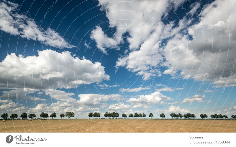 Landstraße Natur Landschaft Pflanze Himmel Wolkenloser Himmel Sommer Herbst Wetter Schönes Wetter Baum Feld ruhig Wege & Pfade Farbfoto Außenaufnahme