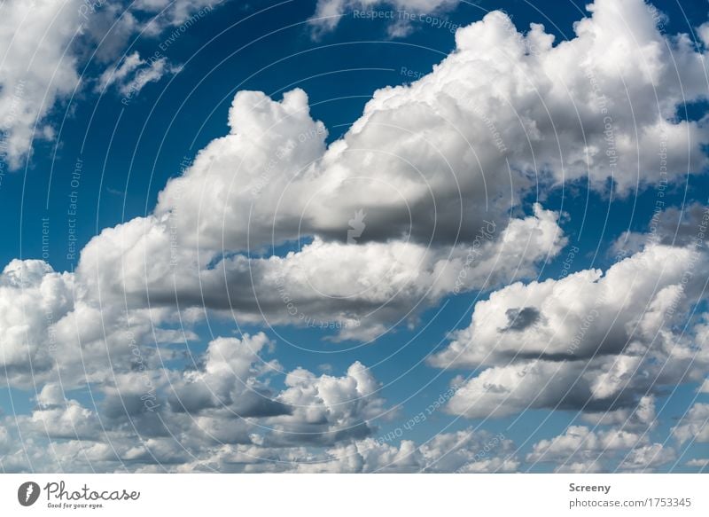 Fluffig Umwelt Natur Urelemente Luft Himmel Wolken Sommer Schönes Wetter blau weiß Ferne fluffig Farbfoto Außenaufnahme Menschenleer Tag Licht Schatten Kontrast