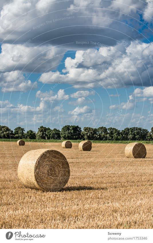 Röllchen und Wölkchen #2 Natur Landschaft Pflanze Urelemente Erde Himmel Wolken Sommer Herbst Schönes Wetter Feld rund blau braun gelb Landwirtschaft Heuballen