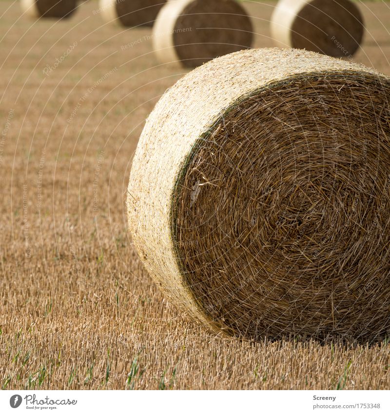 Rollin' Natur Landschaft Erde Sommer Herbst Schönes Wetter Feld Dorf rund braun gelb Heuballen Strohballen Landwirtschaft Farbfoto Außenaufnahme Menschenleer