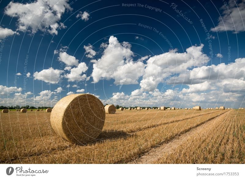 Röllchen und Wölkchen Natur Landschaft Pflanze Erde Himmel Wolken Sommer Herbst Schönes Wetter Feld Dorf rund blau braun gelb weiß Landwirtschaft Spuren