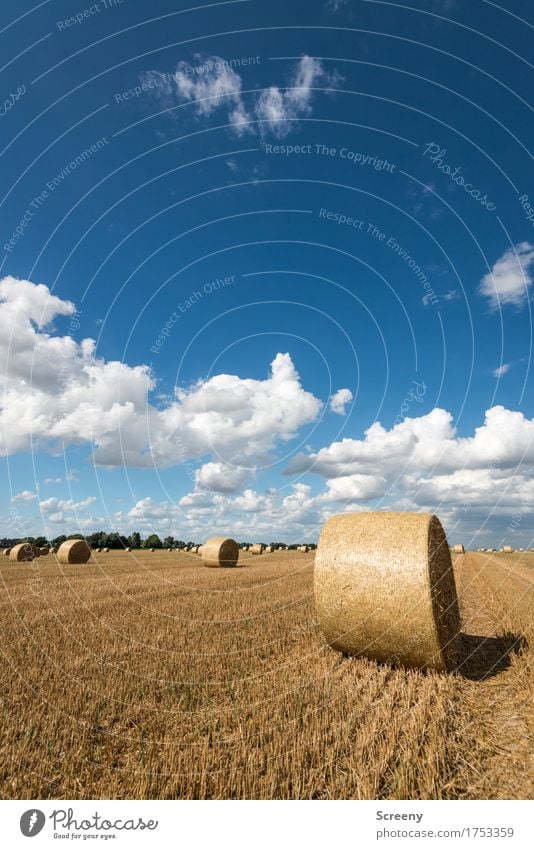 Röllchen und Wölkchen #3 Natur Landschaft Pflanze Urelemente Erde Himmel Wolken Sommer Schönes Wetter Feld rund blau braun gelb weiß Umwelt Landwirtschaft