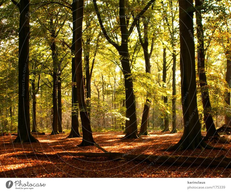 geheimnisvoller Herbst Umwelt Natur Landschaft Pflanze Sonnenlicht Klima Wetter Baum Sträucher Blatt Wald europäischer Laubwald mit Buche bedeckt Holz hell