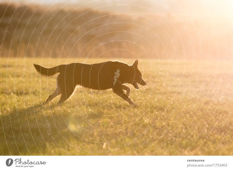 Kleiner Jäger Jagd Umwelt Natur Landschaft Tier Sonnenlicht Wiese Feld Haustier Hund Fell Krallen Pfote 1 rennen Glück Wärme Lebensfreude Mut Abenteuer Bewegung