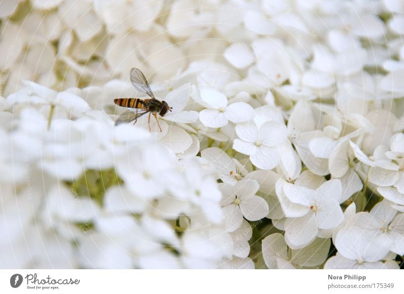 Schwebefliege im Paradies Farbfoto Gedeckte Farben Außenaufnahme Textfreiraum rechts Tag Unschärfe Tierporträt Natur Pflanze Frühling Sommer Blume Blüte Fliege