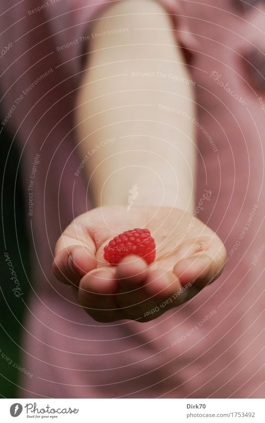 Eigene Ernte Frucht Himbeeren Ernährung Bioprodukte Fingerfood Snack Garten Kind Junge Hand 1 Mensch 3-8 Jahre Kindheit Natur Sommer Beeren frisch Gesundheit