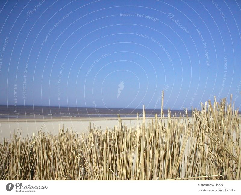 texel_01 Strand Schilfrohr Meer Niederlande Schönes Wetter Stranddüne Texel Horizont Menschenleer Textfreiraum oben Außenaufnahme Farbfoto