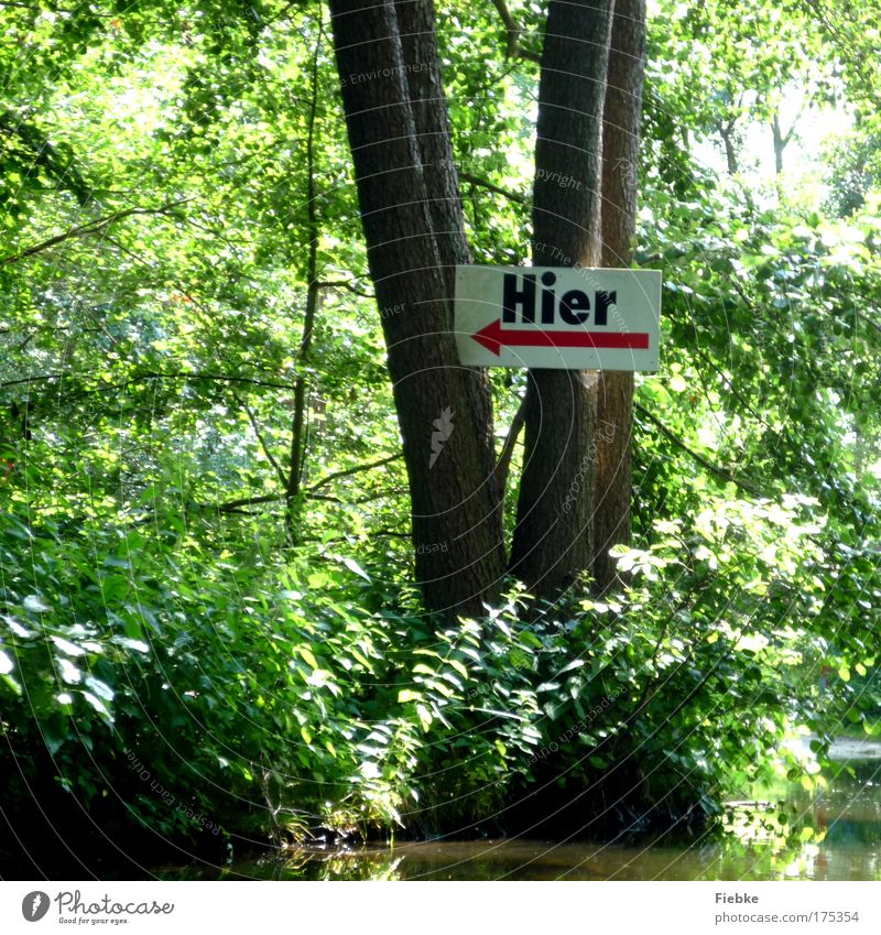 ... geht's lang! Farbfoto Außenaufnahme Detailaufnahme Textfreiraum unten Tag Schatten Umwelt Natur Landschaft Baum Park Wald Seeufer Flussufer Bach Zeichen