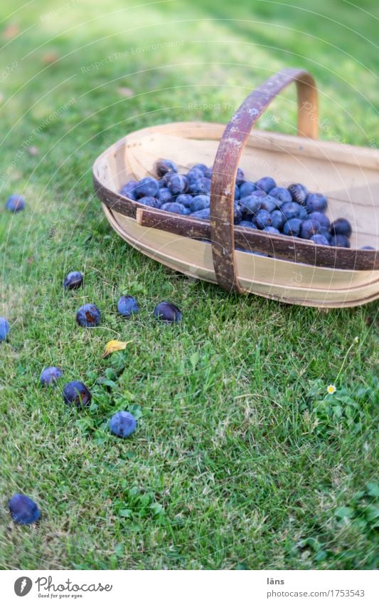 Erntezeit Lebensmittel Pflaume Lifestyle Gras Garten Wiese Holz authentisch Vorfreude Erwartung Korb Fallobst Frucht Obstgarten Farbfoto Außenaufnahme