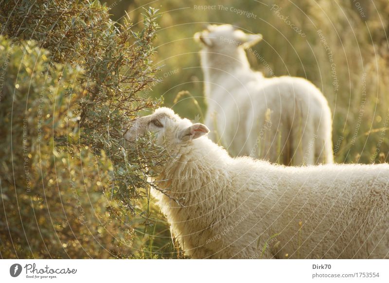 Sommerschafe Essen Landwirtschaft Forstwirtschaft Viehhaltung Sonnenlicht Schönes Wetter Gras Sträucher Sanddorn Wiese Weide Dänemark Jütland Tier Nutztier