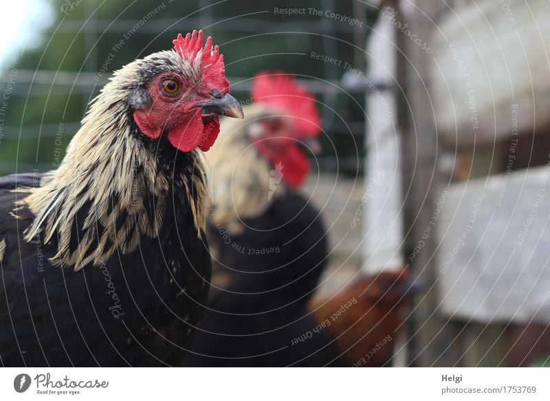 warten... Umwelt Natur Tier Sommer Haustier Nutztier Haushuhn 3 Tiergruppe Zaun Holz Blick stehen ästhetisch authentisch Zusammensein schön einzigartig