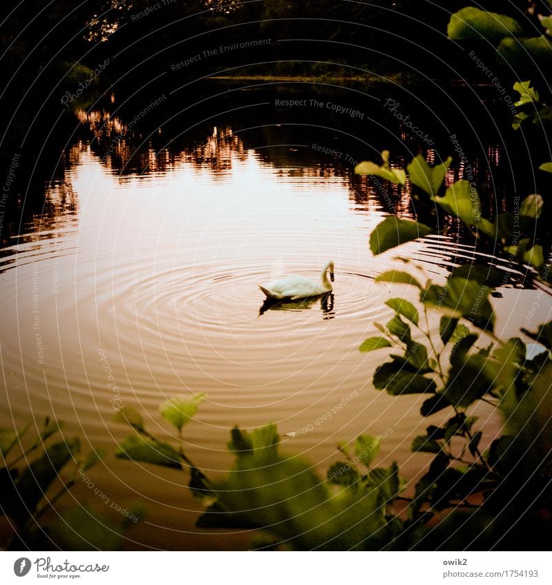 Schwanes Lied Umwelt Natur Landschaft Pflanze Tier Sommer Klima Schönes Wetter Baum Blatt Zweig Teich See 1 Schwimmen & Baden Gelassenheit ruhig Idylle