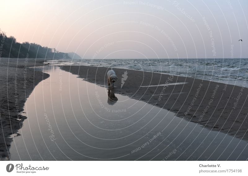 Joggender Seehund Landschaft Wasser Sonnenaufgang Sonnenuntergang Frühling Küste Strand Ostsee Meer Haustier Hund 1 Tier Sand Erholung gehen laufen leuchten