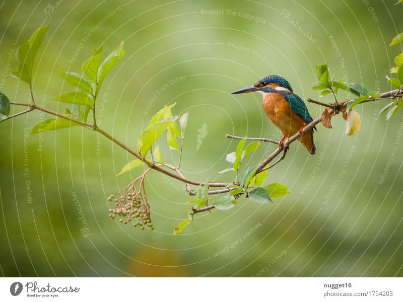 geflügeltes Juwel Tier Wildtier Vogel Flügel Eisvögel Kingfisher 1 beobachten sitzen warten ästhetisch außergewöhnlich exotisch blau grün orange schwarz türkis