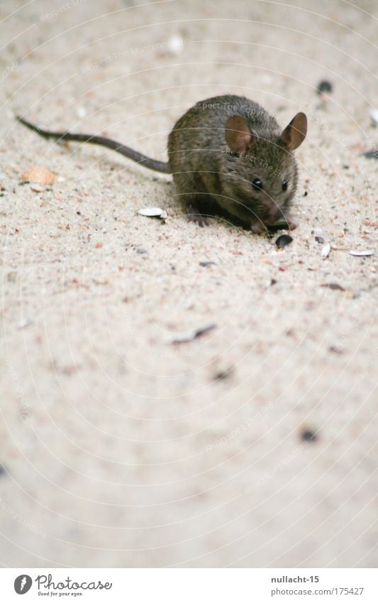 gesichtet im Zoologischen Garten, Berlin (2) Farbfoto Gedeckte Farben Innenaufnahme Nahaufnahme Menschenleer Textfreiraum unten Tag Schwache Tiefenschärfe