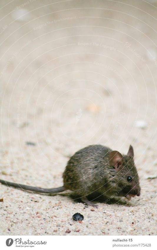 gesichtet im Zoologischen Garten, Berlin Farbfoto Gedeckte Farben Innenaufnahme Nahaufnahme Menschenleer Textfreiraum oben Tag Schwache Tiefenschärfe