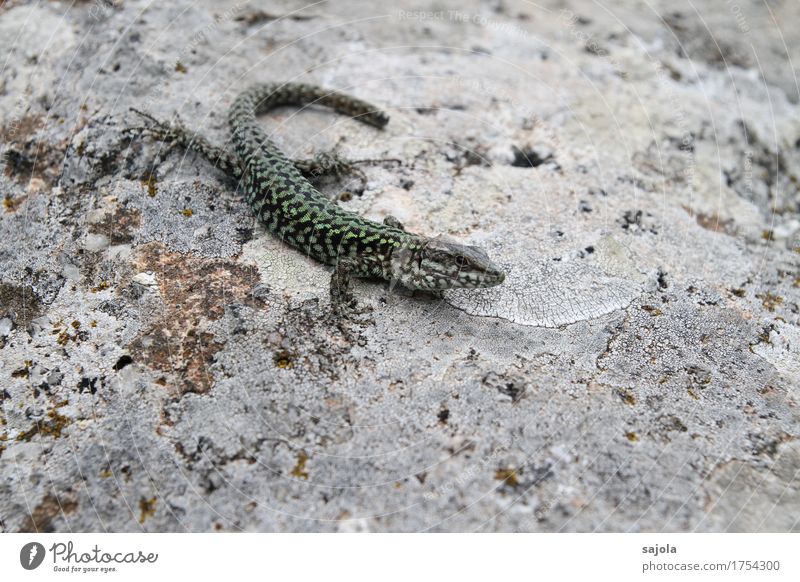 regeneration Natur Tier Wildtier Reptil Echte Eidechsen 1 Stein beobachten sitzen warten grün Muster regenerativ Farbfoto Außenaufnahme Nahaufnahme Menschenleer