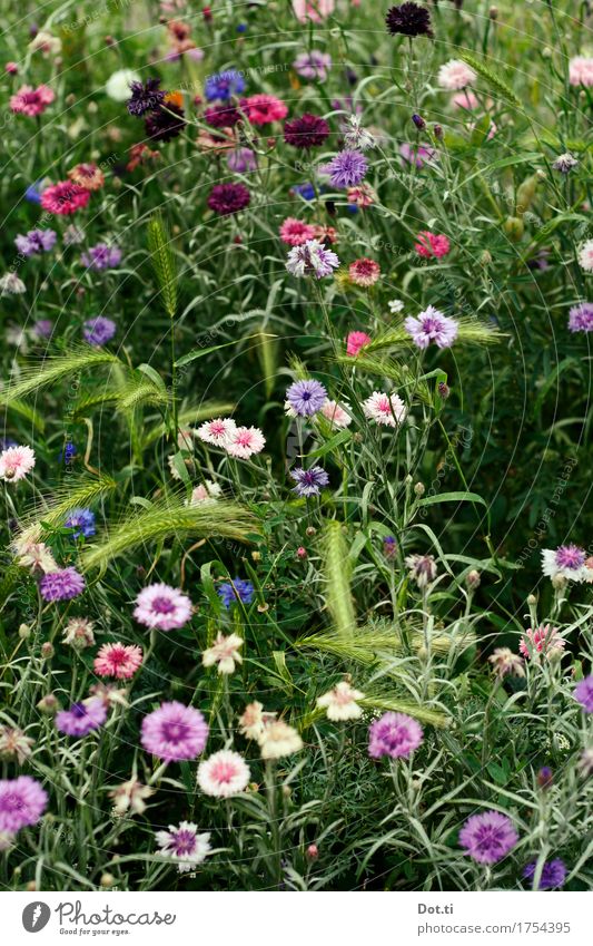 Wie die Nelken duftig atmen! Natur Pflanze Sommer Blume Blüte Garten Park Duft natürlich schön violett rosa Idylle Nelkengewächse Wiesenblume Ähren