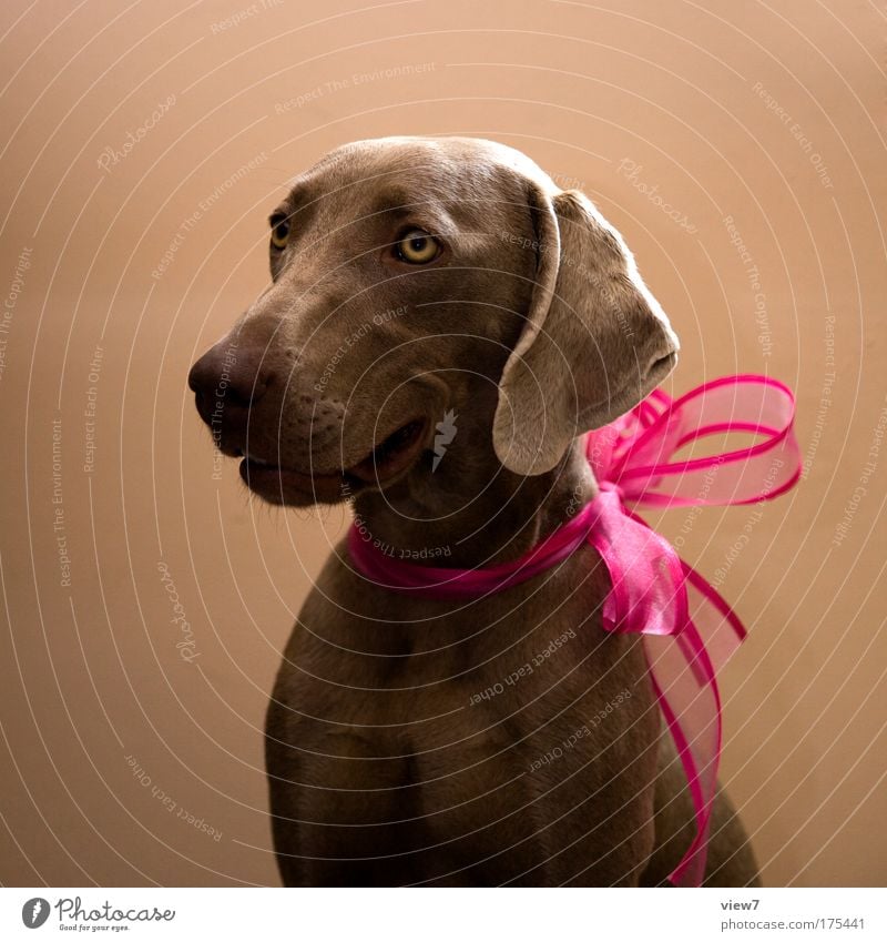 Herzlichen Glückwunsch Farbfoto mehrfarbig Nahaufnahme Menschenleer Schatten Starke Tiefenschärfe Tierporträt Blick Feste & Feiern Haustier Hund Tiergesicht 1