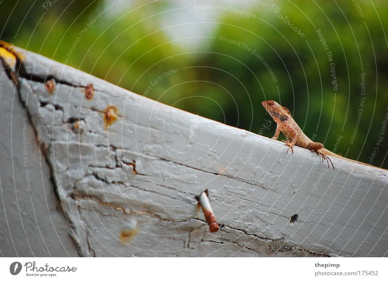 Echse Farbfoto mehrfarbig Außenaufnahme Tag Sonnenlicht Starke Tiefenschärfe Zentralperspektive Tierporträt Echsen 1 beobachten Aggression exotisch grün rot