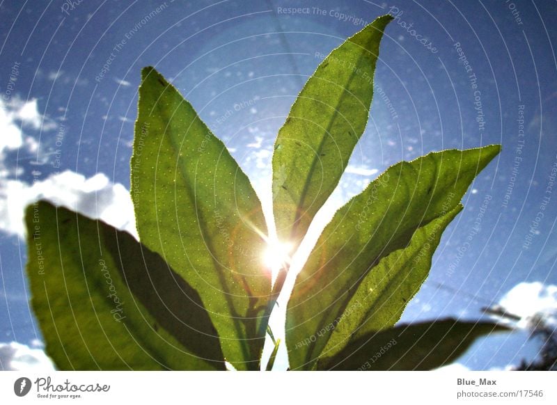 Leuchtende Blätter Licht Sonne Lampe Blatt Pflanze grün